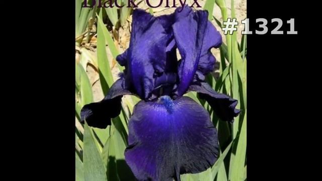 #1321. Ирисы - самые лучшие цветы смотреть онлайн