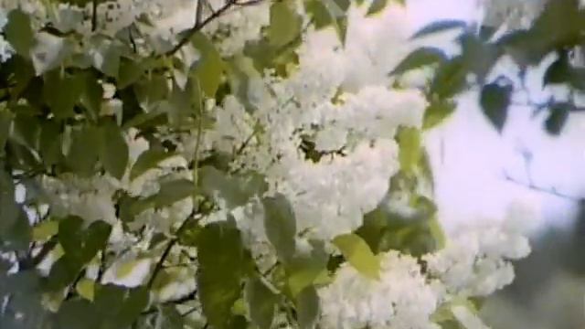 Белая черемуха смотреть онлайн