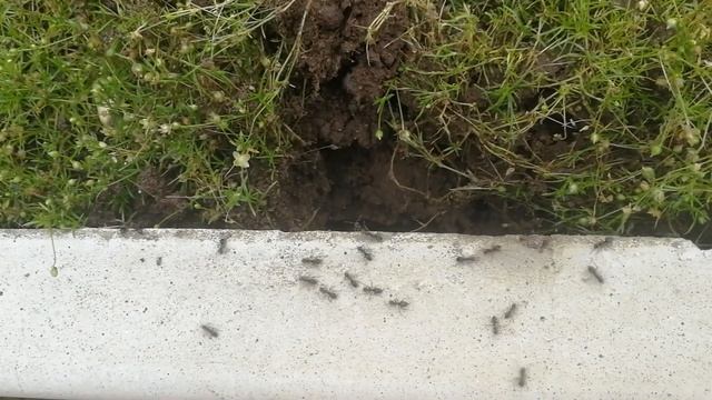 Вегетарианские Рестораны