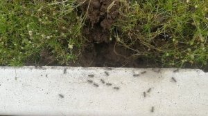 Как полностью избавиться от муравьев на дачном участке. Проверенный способ.