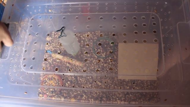 Белка пропала. Утро наших животных. смотреть онлайн