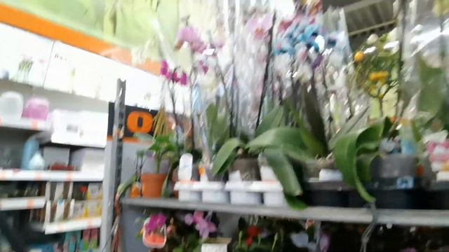 Много уцененных орхидей в ОБИ 23.04.21?Есть отличные растения по хорошим ценам смотреть онлайн
