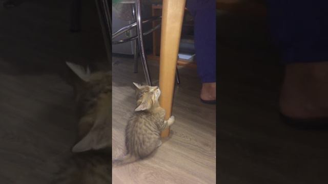 Слепой котенок смотреть онлайн