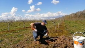 КАК ПРАВИЛЬНО ПОСАДИТЬ ФУНДУК // СХЕМА ПОСАДКИ