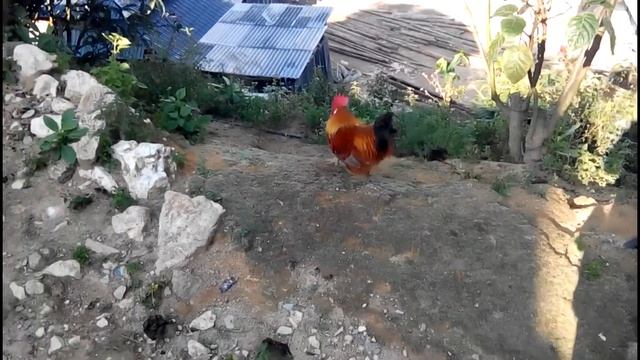 Па Ша (帕沙, Pasha, Pasha Mountain, PaSha) - экспедиция на знаменитую чайную гору