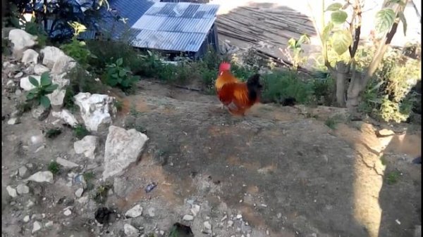 Па Ша (帕沙, Pasha, Pasha Mountain, PaSha) - экспедиция на знаменитую чайную гору