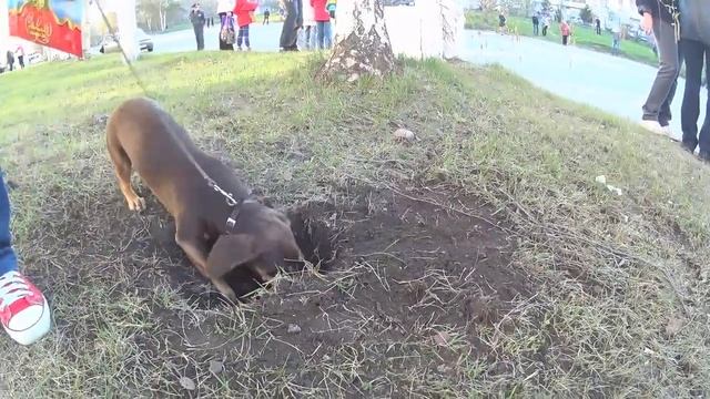 Боня копатель смотреть онлайн