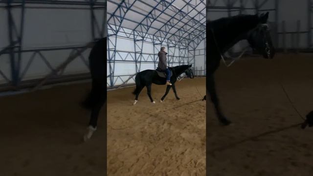 Своя лошадь? Придётся заново учиться ездить верхом! едем в конно-спортивную школу. смотреть онлайн