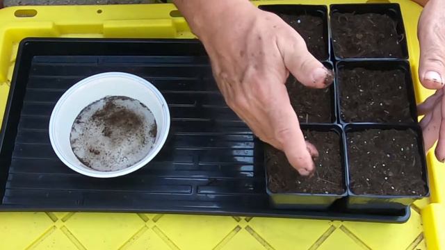 Grow Red Yucca From Seed смотреть онлайн