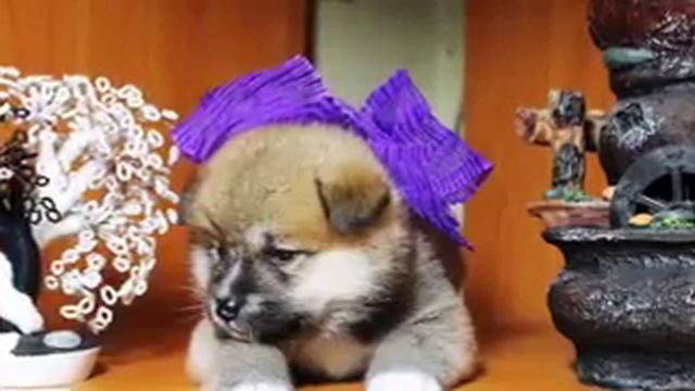 Щенки Акита Ину ( Хатико)