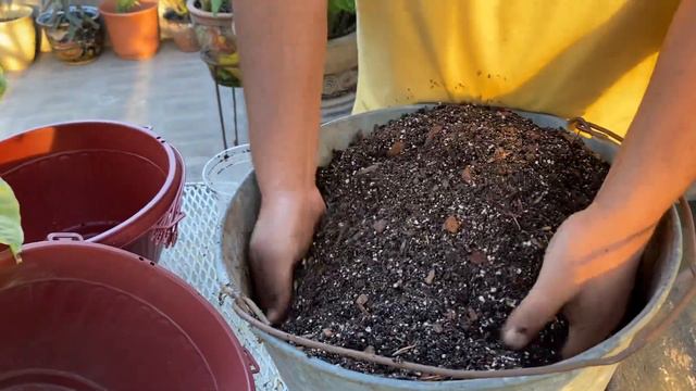 Trasplante de HUERNIA y SINGONIO | sus cuidados y sustrato смотреть онлайн