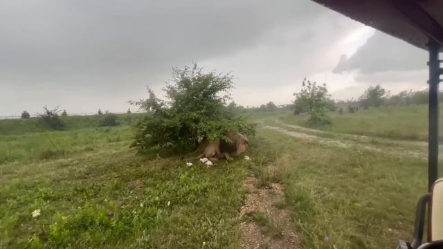 Олег Зубков кормит своих ЛЬВОВ и ТИГРОВ под проливеым дождем! смотреть онлайн