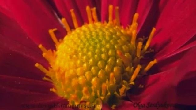Медитация гармония.mp4 смотреть онлайн