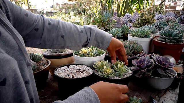 cómo propagar aeonium Castello variegata?... #flowers #garden #plantas #flores #jardin #suculentas смотреть онлайн