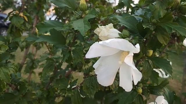 Цветы приносят особую радость. смотреть онлайн