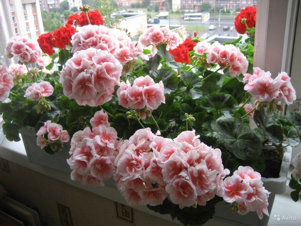 Песня для души. Звездочка. смотреть онлайн