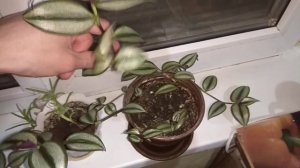 Вытянулась Традесканция Что делать? Обрезать?