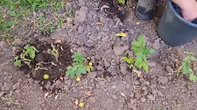 как есть так и показываю смотреть онлайн