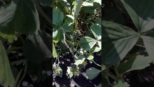 Клубника Моллинг Столетие (Malling Centenary). Цветение смотреть онлайн