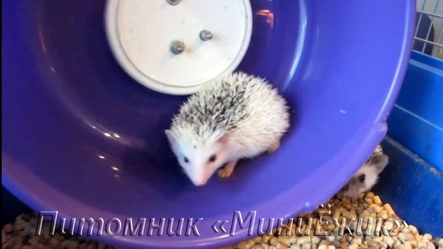 Ежата в колесе смотреть онлайн