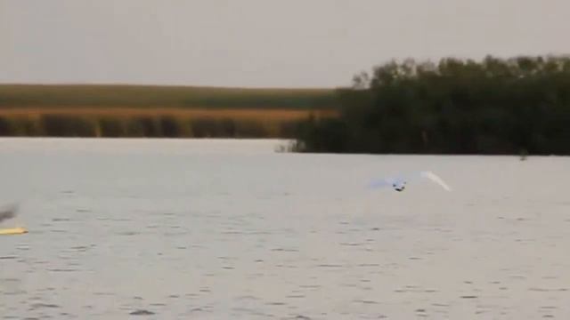 Лебеди летят . Ион Суручану . смотреть онлайн