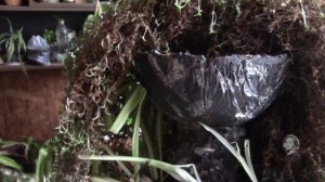 КОЛЛИЗИЯ МЕЛКОЛИСТНАЯ ЛЮБИТ БОЛЬШИЕ КАШПО.