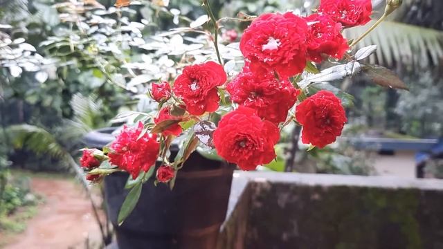 Red Cascade Rose/ Miniature Rose/ GREEN Foodiez смотреть онлайн