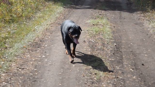 Прогулка с щенками в лесу. смотреть онлайн