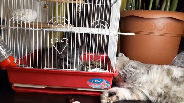 Шиншилла рвётся на свободу😄😂 смотреть онлайн