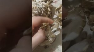 ??ВЕШЕНКИ/ОПАСЕН ЛИ БЕЛЫЙ НАЛЁТ(ПУШОК) НА ГРИБАХ/КАК ВЫБРАТЬ ВЕШЕНКИ В МАГАЗИНЕ ИЛИ НА РЫНКЕ⁉️?