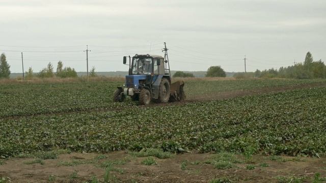 Урожай свеклы с Кировцем, МТЗ, Grimme! Осень 2021! смотреть онлайн