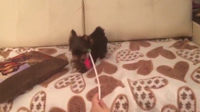 Мальчик йорк смотреть онлайн