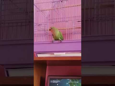 Неразлучник выкормыш смотреть онлайн