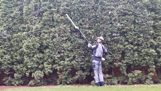 Стрижки изгороди из туй смотреть онлайн