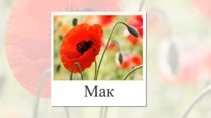 Цветы. Карточки Домана для детей. Развивающая презентация названия и фото.