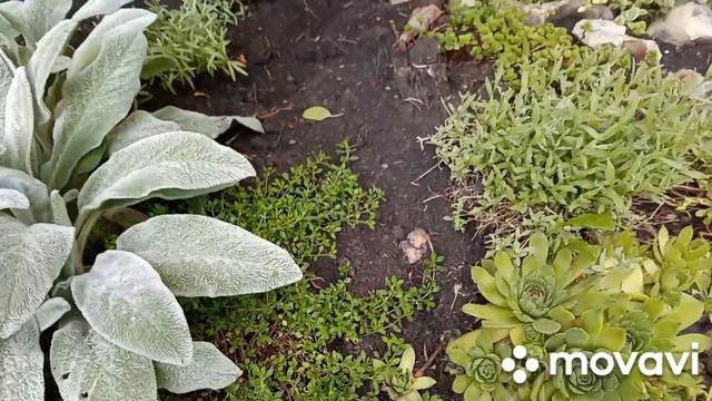 большой обзор моих цветов на конец июля смотреть онлайн