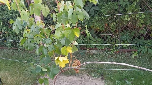 @Соколянский виноград. смотреть онлайн