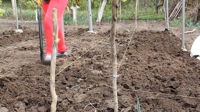 Люблю грозу в начале мая... Или рассадная эпопея... смотреть онлайн