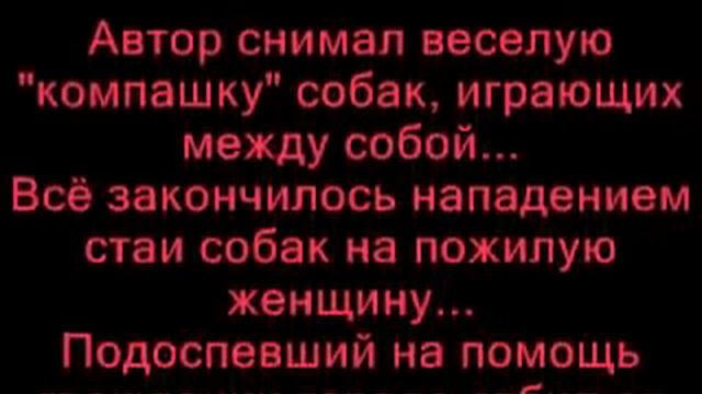 Дикие собаки в Печоре бросаются на людей смотреть онлайн