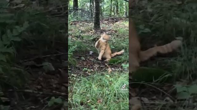 Кошка в лесу смотреть онлайн