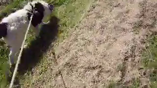 Puff à adopter au refuge de Morée 41 смотреть онлайн