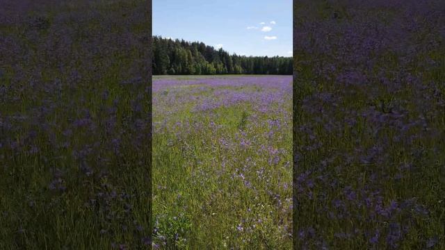 Кукла "Минуш" Василиса на колокольчиковом поле, Тверская область смотреть онлайн