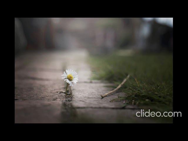 а липа больше не цветёт смотреть онлайн