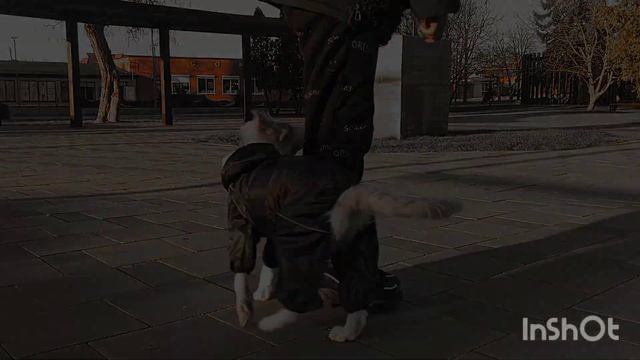 Border Collie Yuna (Бордер колли Юна 3,5 месяца) смотреть онлайн