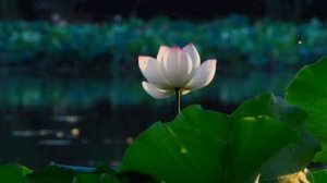 25 стих Джап Джи Сахиб - Шабд Бахута карам. White Sun