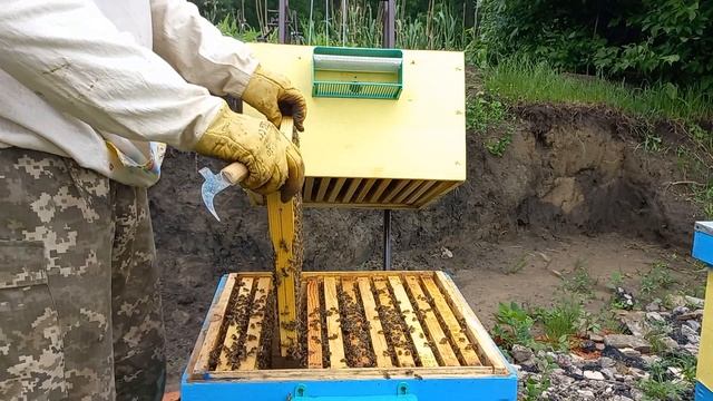 Чтобы пчелы не роились! Правильное формирование семьи. Противороевые меры. смотреть онлайн