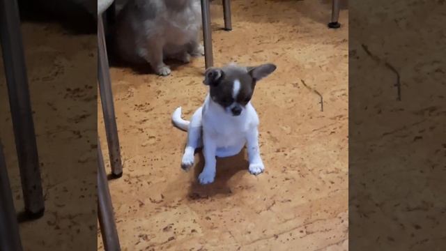 Мальчик чихуахуа 4 мес. Ждем... смотреть онлайн
