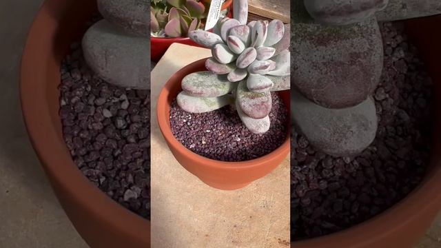 ??? Native South African succulent: "Trailing Cliff Cotyledon" (Cotyledon pendens) смотреть онлайн