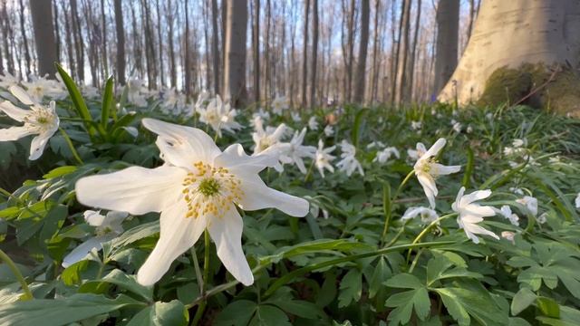 Hallerbos 9 april 2022 смотреть онлайн