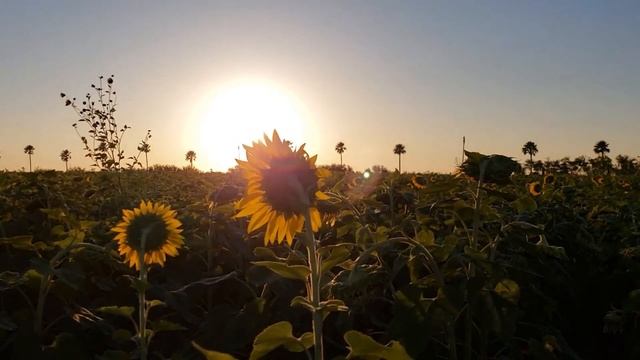 Почему не бывает зелёных или малиновых звёзд? смотреть онлайн